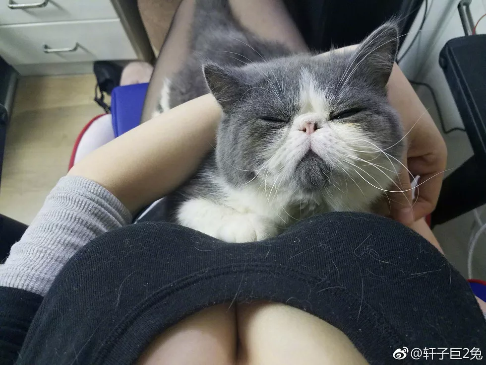 斗鱼女主播轩子巨2兔完美身材靓丽迷人微博图集写真336P